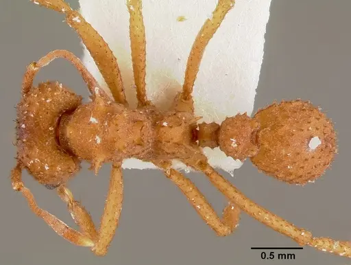 Trachymyrmex septentrionalis - CASENT0003337