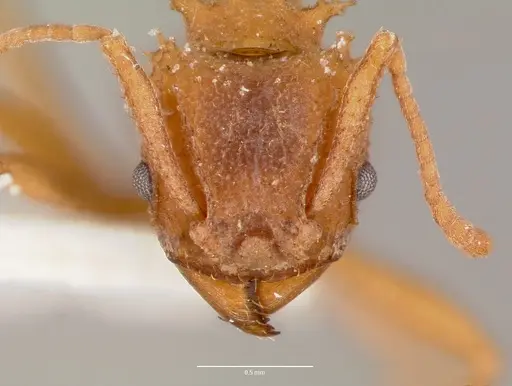 Trachymyrmex septentrionalis - CASENT0003337