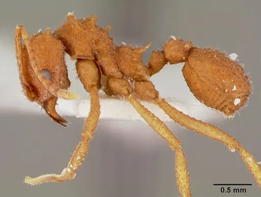 Trachymyrmex septentrionalis - CASENT0003337