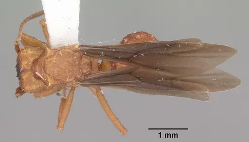 Trachymyrmex septentrionalis - CASENT0102745