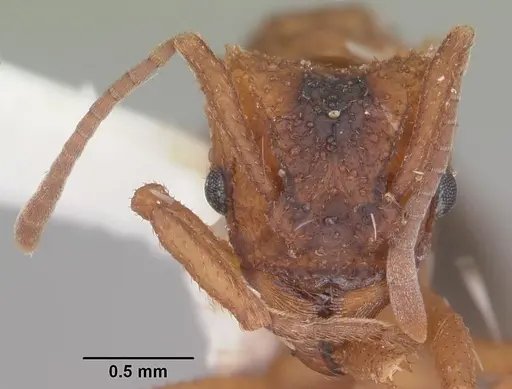 Trachymyrmex septentrionalis - CASENT0102745