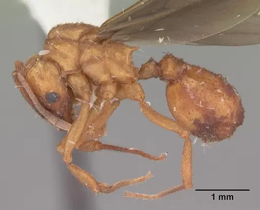 Trachymyrmex septentrionalis - CASENT0102745