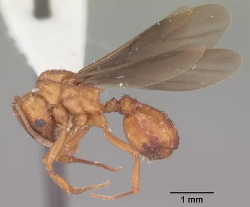 Trachymyrmex septentrionalis - CASENT0102745