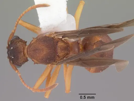 Trachymyrmex septentrionalis - CASENT0102746