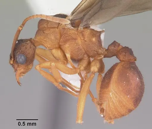 Trachymyrmex septentrionalis - CASENT0102746