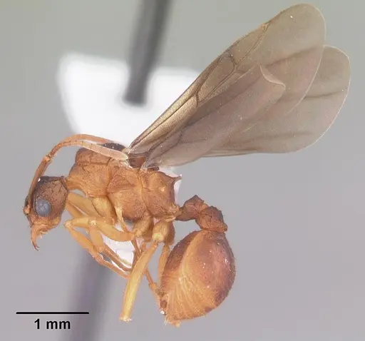 Trachymyrmex septentrionalis - CASENT0102746