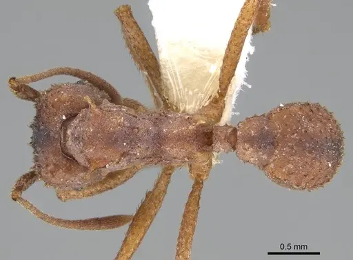 Trachymyrmex septentrionalis - CASENT0919975