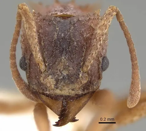 Trachymyrmex septentrionalis - CASENT0919975