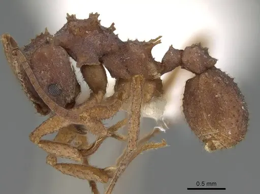 Trachymyrmex septentrionalis - CASENT0919975