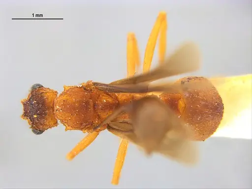 Trachymyrmex septentrionalis - MZSPHYM0135905