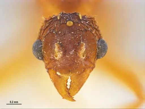 Trachymyrmex septentrionalis - MZSPHYM0135905