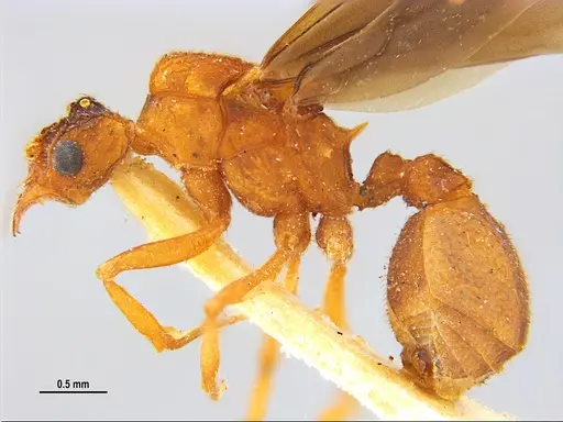 Trachymyrmex septentrionalis - MZSPHYM0135905
