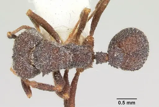 Trachymyrmex smithi specimen