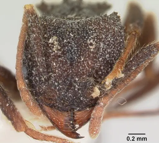 Trachymyrmex smithi specimen