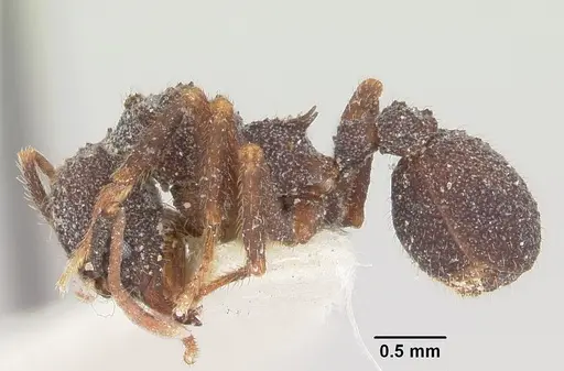 Trachymyrmex smithi specimen