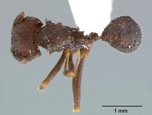 Trachymyrmex smithi - CASENT0105871