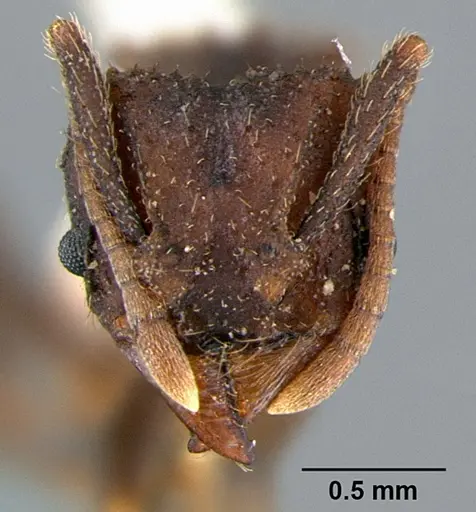 Trachymyrmex smithi - CASENT0105871