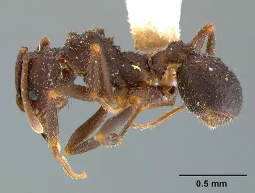Trachymyrmex smithi - CASENT0105871