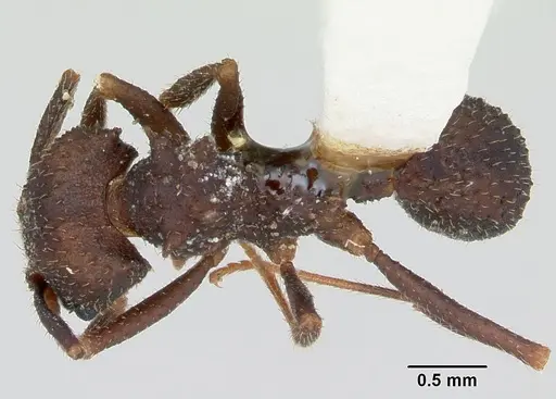 Trachymyrmex smithi - CASENT0172997