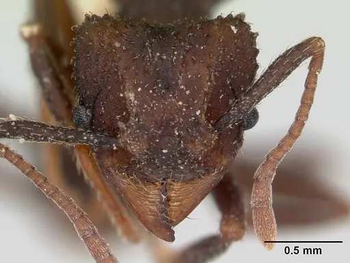 Trachymyrmex smithi - CASENT0172997