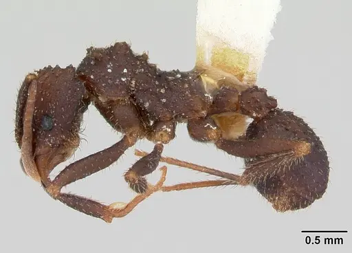 Trachymyrmex smithi - CASENT0172997