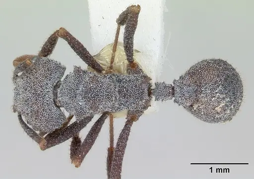 Trachymyrmex smithi - CASENT0172998