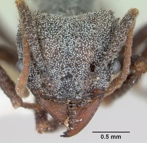 Trachymyrmex smithi - CASENT0172998