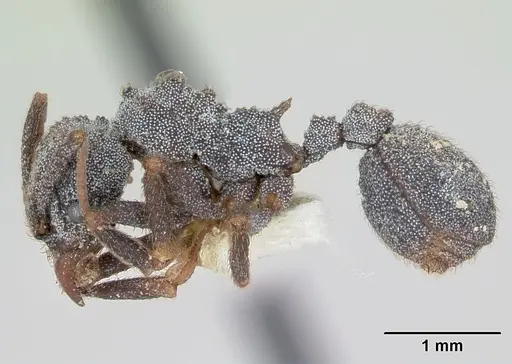 Trachymyrmex smithi - CASENT0172998