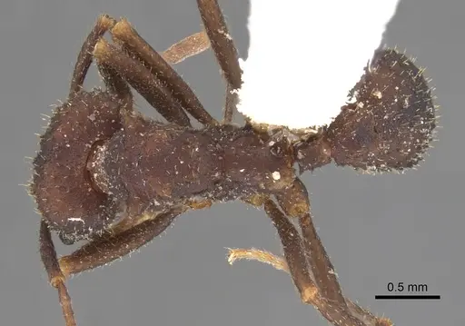 Trachymyrmex smithi - CASENT0901696