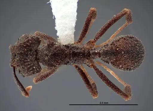 Trachymyrmex smithi - FMNHINS0000062761