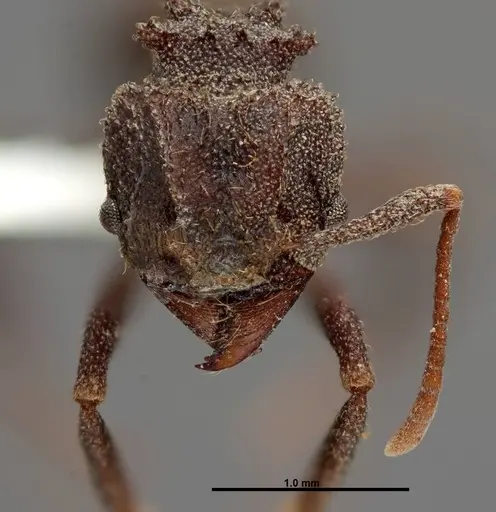 Trachymyrmex smithi - FMNHINS0000062761