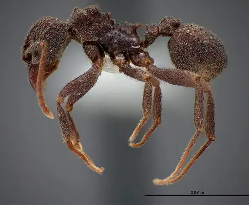 Trachymyrmex smithi - FMNHINS0000062761