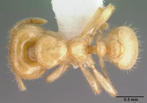 Tranopelta gilva specimen