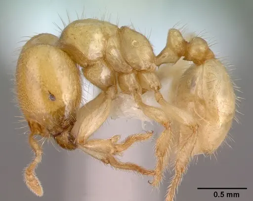 Tranopelta gilva specimen