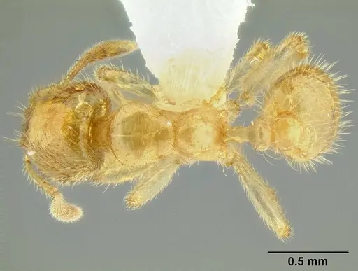 Tranopelta gilva - CASENT0106206