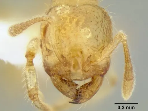 Tranopelta gilva - CASENT0106206