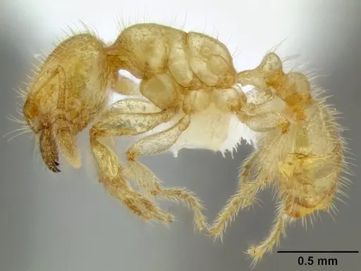 Tranopelta gilva - CASENT0106206