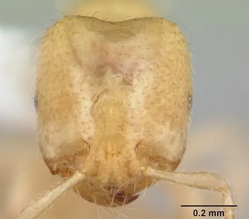 Tranopelta gilva - CASENT0178097