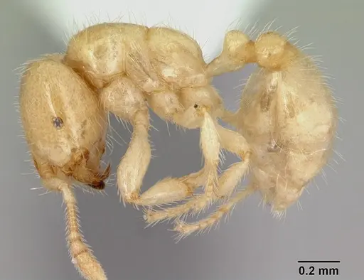 Tranopelta gilva - CASENT0178097