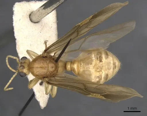 Tranopelta gilva - CASENT0900747