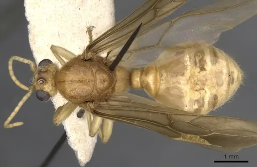 Tranopelta gilva - CASENT0900747