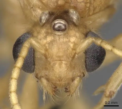 Tranopelta gilva - CASENT0900747