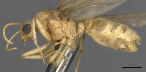 Tranopelta gilva - CASENT0900747