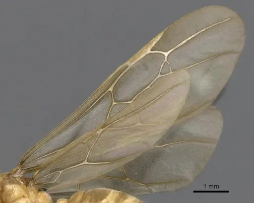 Tranopelta gilva - CASENT0900747