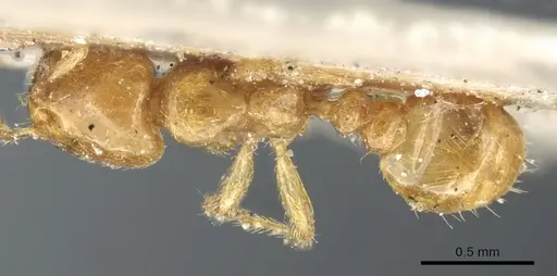 Tranopelta gilva - CASENT0904617