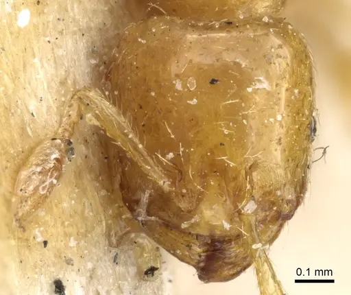 Tranopelta gilva - CASENT0904617