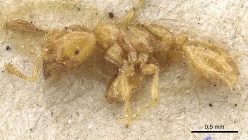 Tranopelta gilva - CASENT0904617