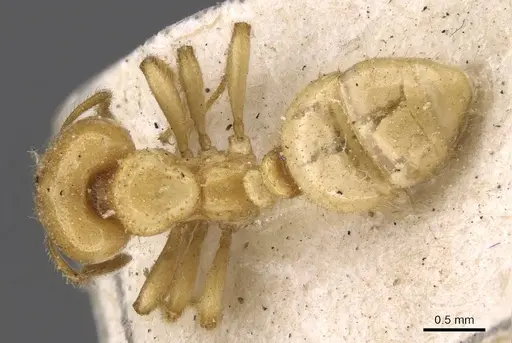 Tranopelta gilva - CASENT0908790