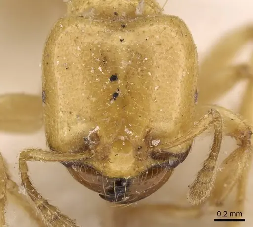 Tranopelta gilva - CASENT0908790