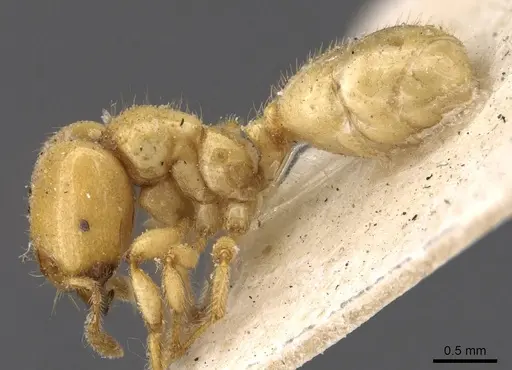 Tranopelta gilva - CASENT0908790